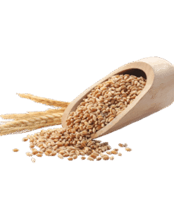 Lúa mì - Sản phẩm thức ăn chăn nuôi từ Vinimex Group